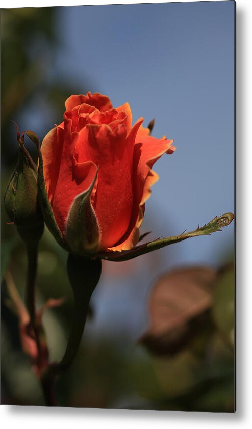 Floral Metal Print featuring the photograph Red Rose Bud vert by Donna Corless