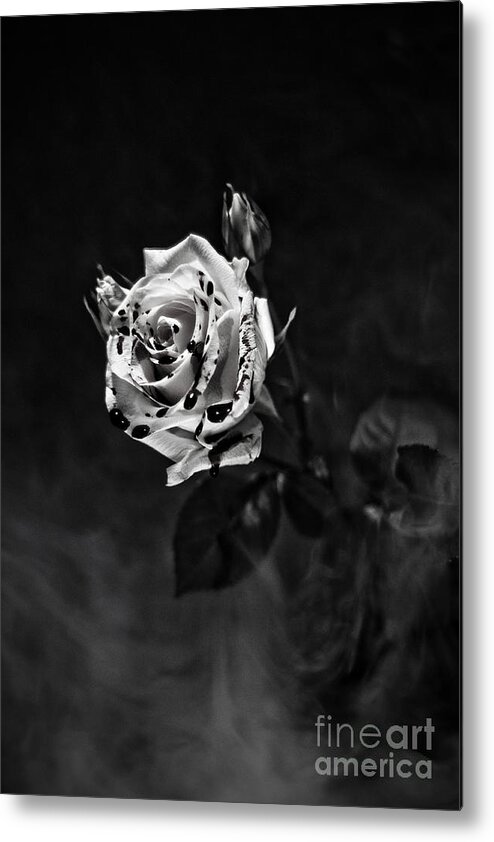 Goth Metal Print featuring the photograph Red Rose by Randall Cogle