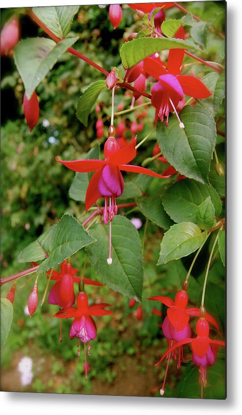 Flowers Metal Print featuring the photograph Red Torpedoes by HweeYen Ong