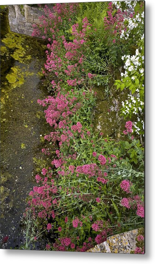Red Valerian Metal Print featuring the photograph Red Valerian (centranthus Ruber) Flowers by Bob Gibbons