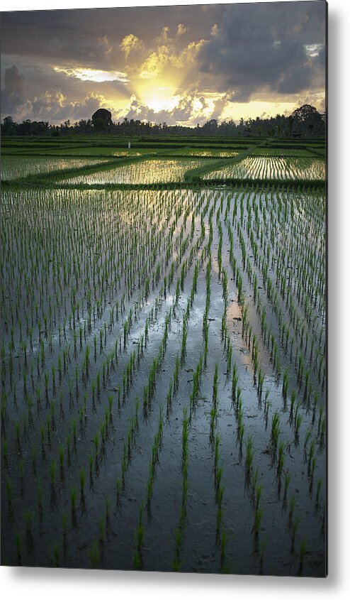 Cloud Metal Print featuring the photograph Rice Fields, Near Ubud Bali, Indonesia by Huy Lam