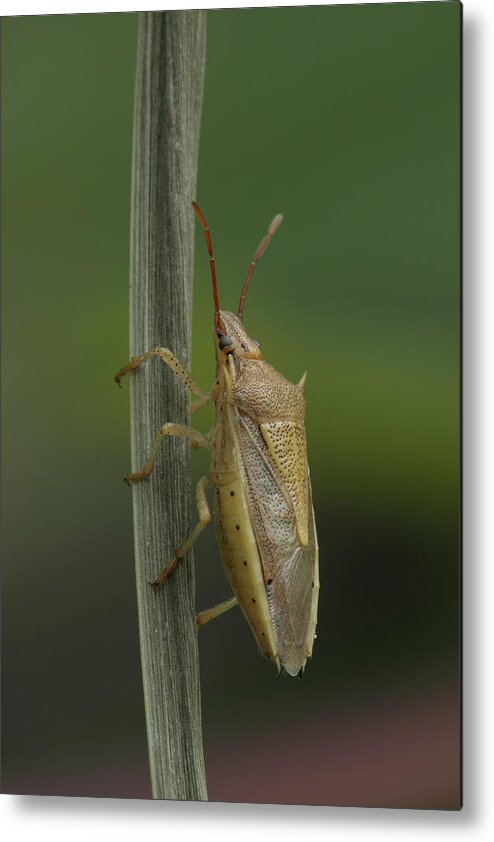 Oebalus Pugnax Metal Print featuring the photograph Rice Stink Bug by Daniel Reed