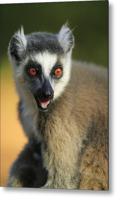 00621138 Metal Print featuring the photograph Ring-tailed Lemur Calling by Cyril Ruoso
