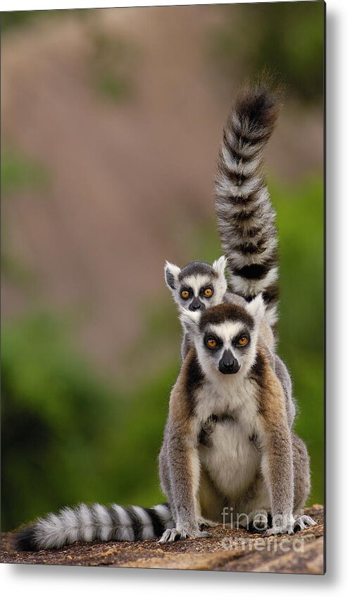 Mp Metal Print featuring the photograph Ring-tailed Lemur Lemur Catta Mother by Pete Oxford