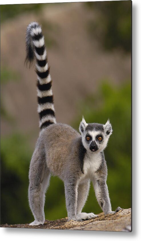 Mp Metal Print featuring the photograph Ring-tailed Lemur Lemur Catta Portrait by Pete Oxford