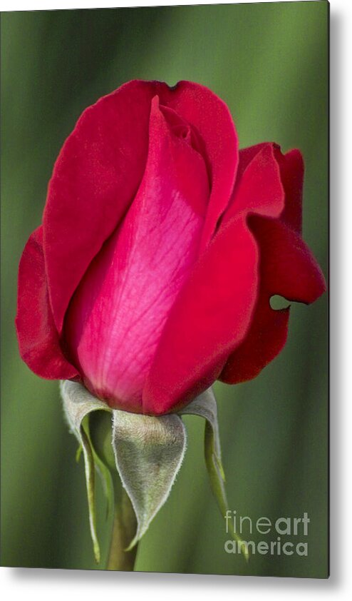 Rose Metal Print featuring the photograph Rose Flower Series 1 by Heiko Koehrer-Wagner