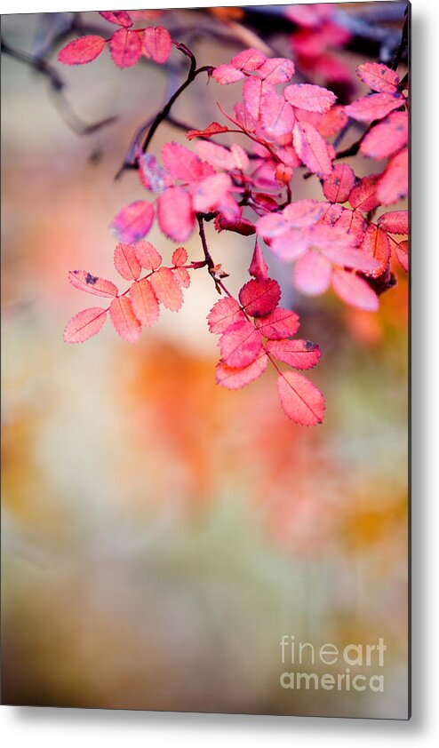 Autumn Metal Print featuring the photograph Rose in autumn by Kati Finell