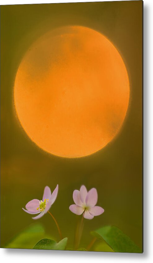 2012 Metal Print featuring the photograph Rue Anemone and the Rising Sun by Robert Charity