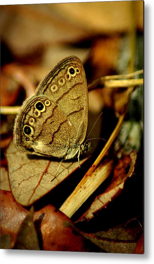 Butterfly Metal Print featuring the photograph Rustic by David Weeks