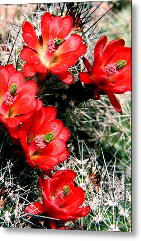 Cactus Metal Print featuring the photograph Scarlet cup by Frank Townsley