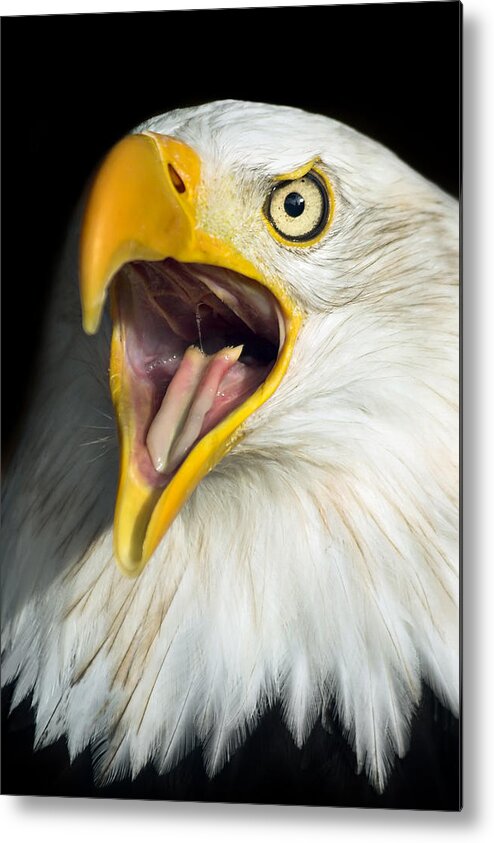 American Metal Print featuring the photograph Screaming Eagle Portrait by Artur Bogacki