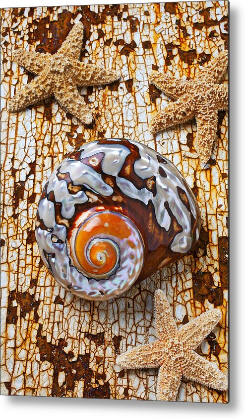 Sea Snail Metal Print featuring the photograph Sea snail shell and starfish by Garry Gay