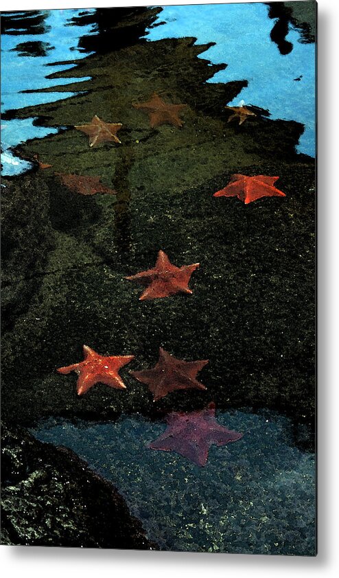 Sea Metal Print featuring the photograph SeaStars by Karen Harrison Brown