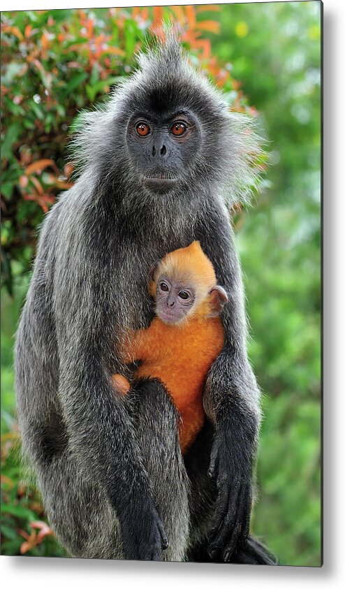 Mp Metal Print featuring the photograph Silvered Leaf Monkey Trachypithecus by Thomas Marent
