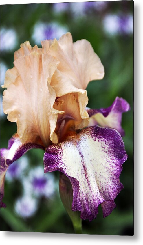 Iris Metal Print featuring the photograph Singing In The Rain 2 by Angelina Tamez