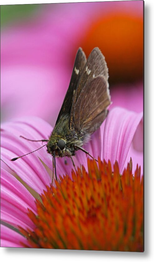Moth Metal Print featuring the photograph Skipper Moth Macro Photography by Juergen Roth