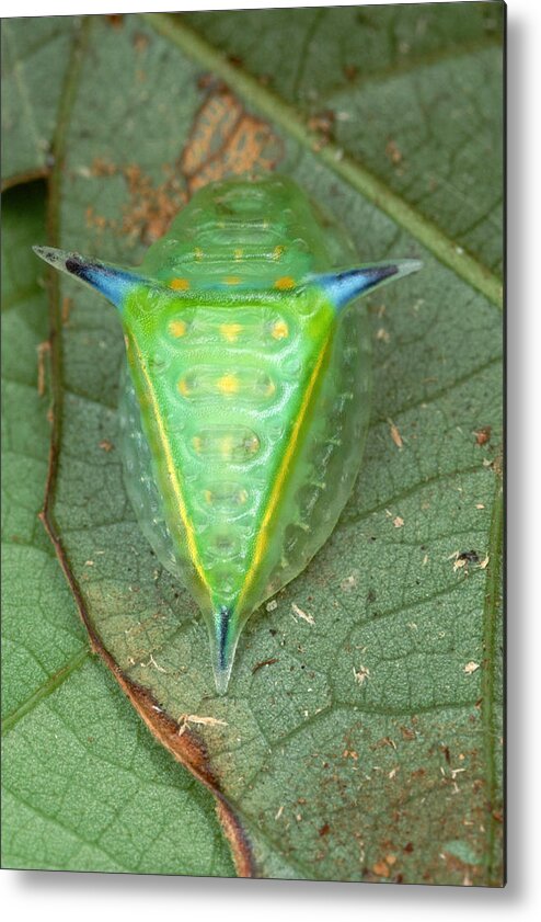 00129531 Metal Print featuring the photograph Slug Caterpillar in French Guiana by Mark Moffett