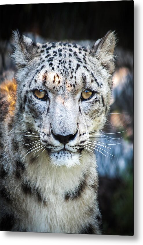 Snow Metal Print featuring the photograph Snow Leopards Stare by Keith Allen
