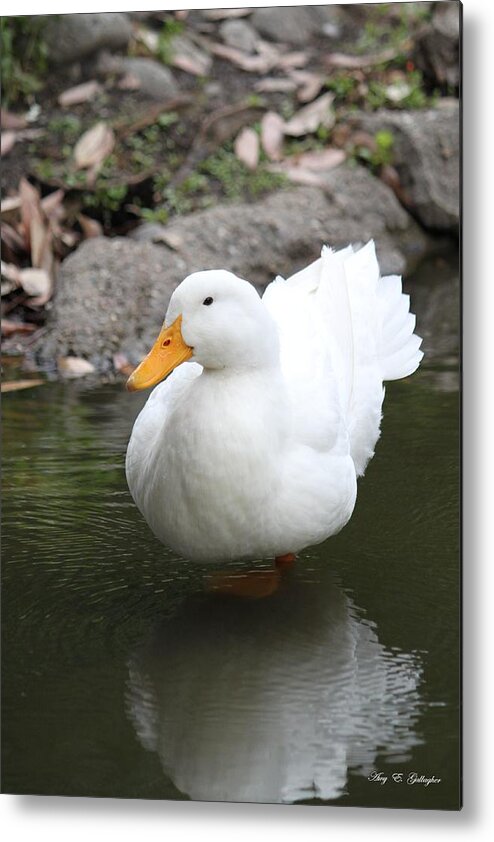 Duck Metal Print featuring the photograph Snow White by Amy Gallagher
