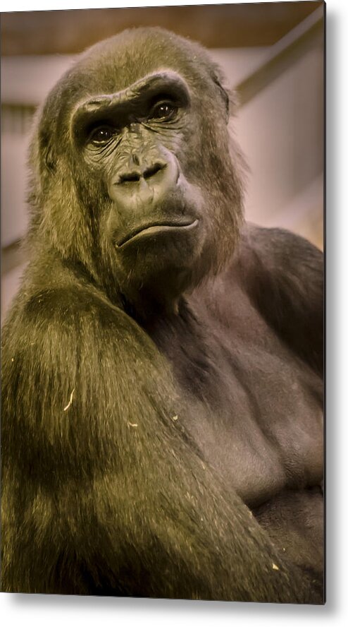 Gorilla Metal Print featuring the photograph So Like Us by Heather Applegate