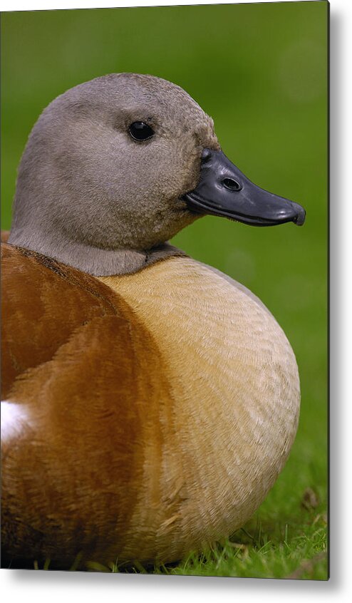 Mp Metal Print featuring the photograph South African Shelduck Tadorna Cana by Pete Oxford