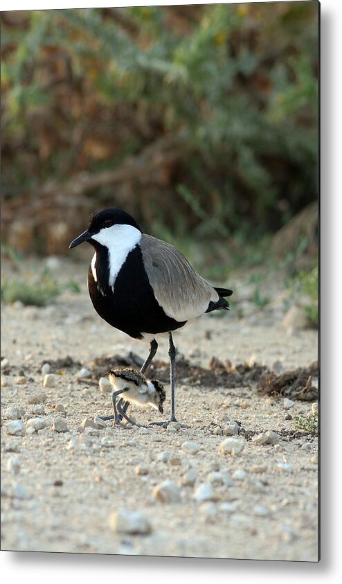 Vanellus Spinosus Metal Print featuring the photograph Spur-winged Plover And Chick by Photostock-israel