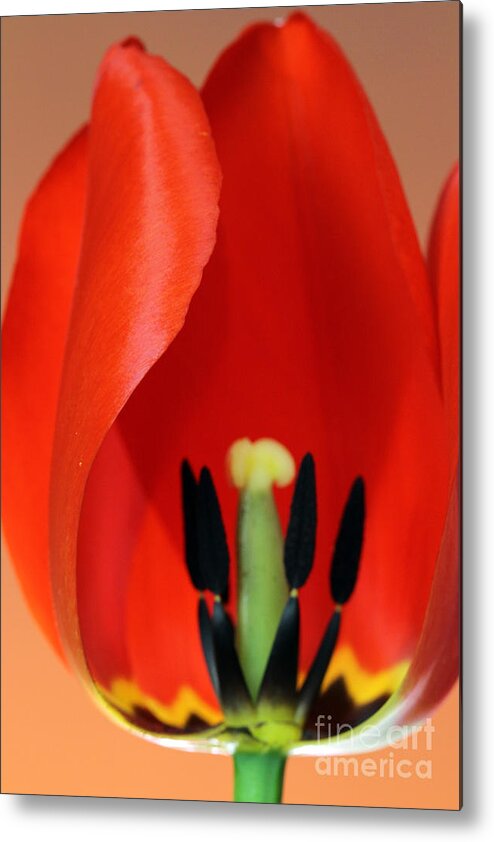 Pollen Metal Print featuring the photograph Stamen Of Tulip by Photo Researchers Inc