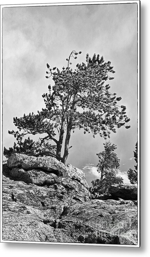 Landscape Photography Metal Print featuring the photograph Standing Tall by David Waldrop