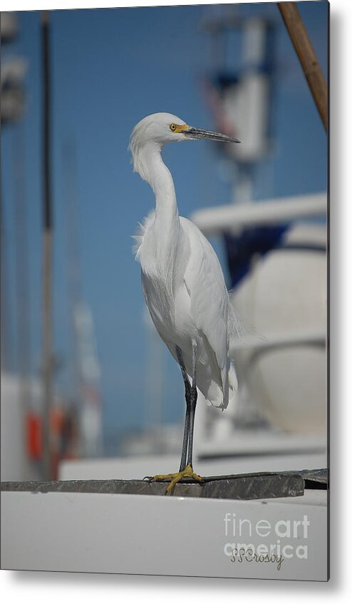 Great White Egret Metal Print featuring the photograph Standing Tall by Susan Stevens Crosby