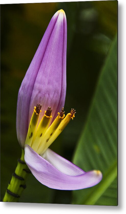 Floral Metal Print featuring the photograph Step Into My Parlor by John and Julie Black