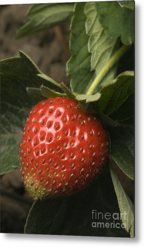 Strawberry Metal Print featuring the photograph Strawberry by Raul Gonzalez Perez