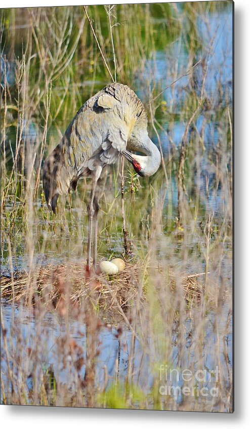 Sandhill Crane Metal Print featuring the photograph Stretch and Preen by Lynda Dawson-Youngclaus