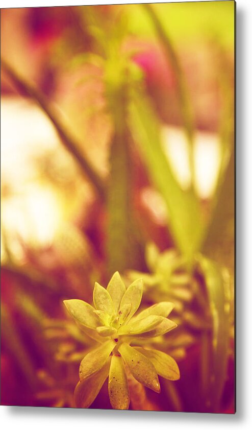 Plant Metal Print featuring the photograph Succulent by Toni Hopper