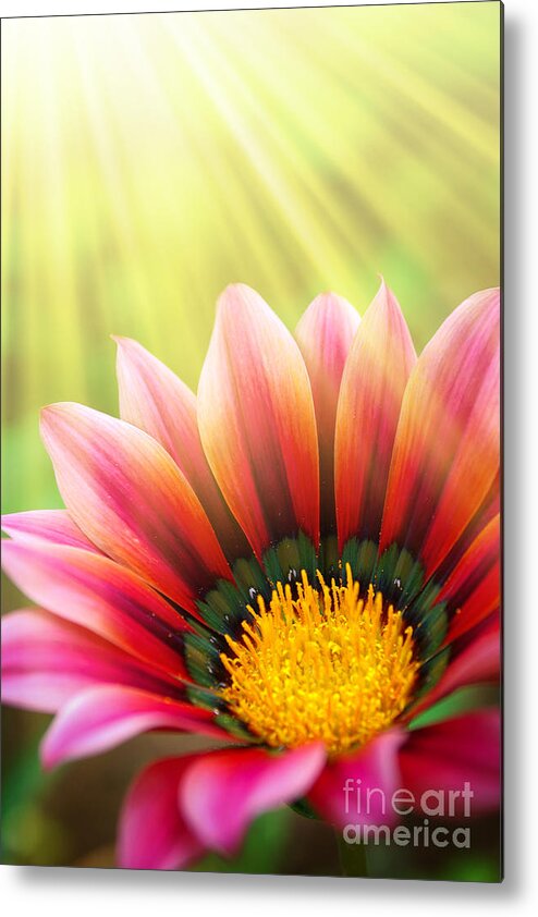 Spring Metal Print featuring the photograph Sunny Daisy by Carlos Caetano