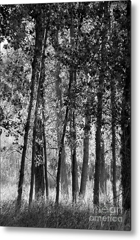Trees Metal Print featuring the photograph Sunrising on the trees by Yumi Johnson