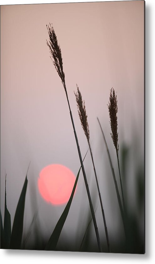 Reed Grass Metal Print featuring the photograph Sunset at the Beach by Steve Gravano