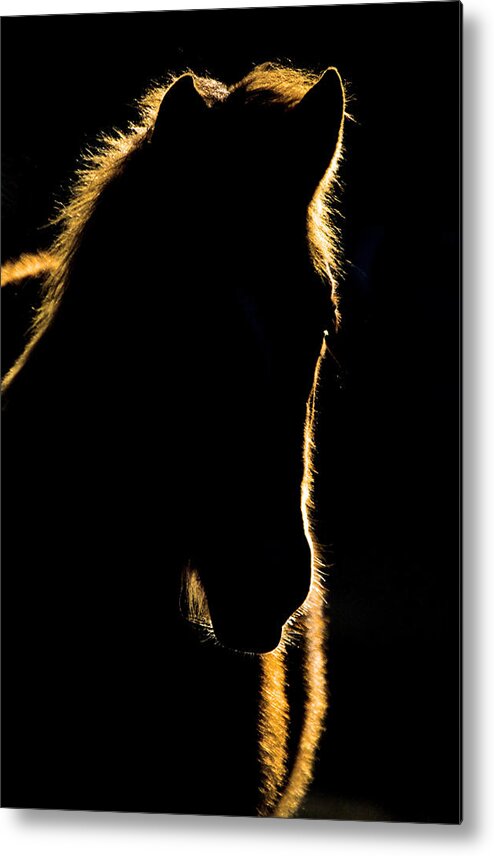 Sunset Metal Print featuring the digital art Sunset Horse Silhouette Canada by Mark Duffy