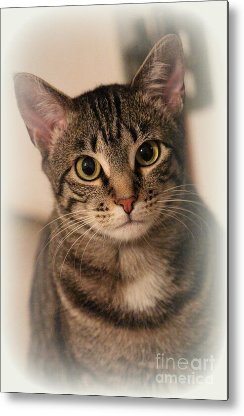 Tabby Cat Metal Print featuring the photograph Tabby Cat by Kathy White