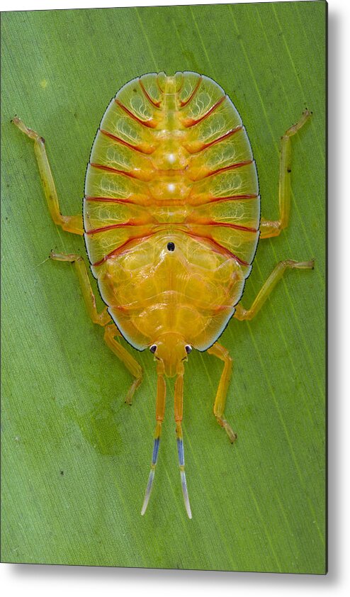 00477018 Metal Print featuring the photograph Tessaratomid Nymph Papua New Guinea by Piotr Naskrecki