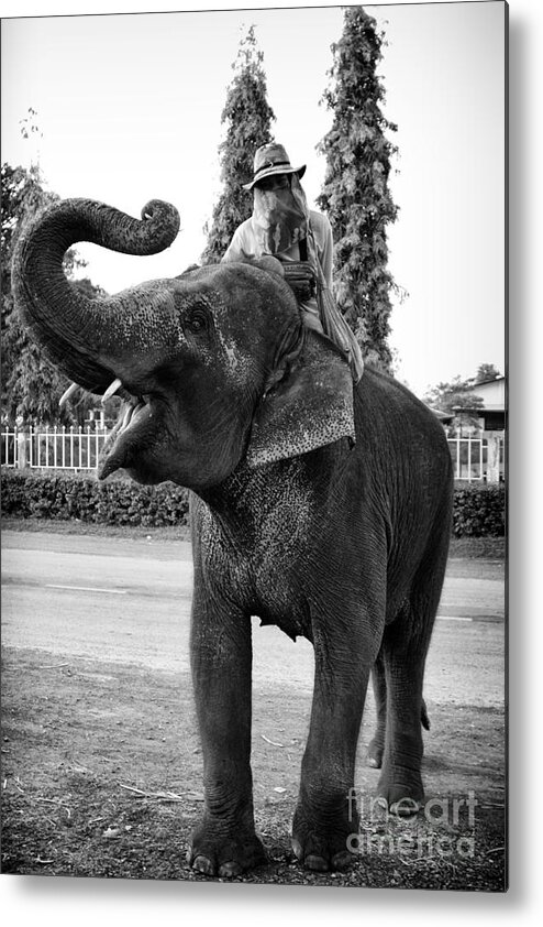 Artist Thanh Tran Metal Print featuring the photograph Thai Elephant Roar by Thanh Tran