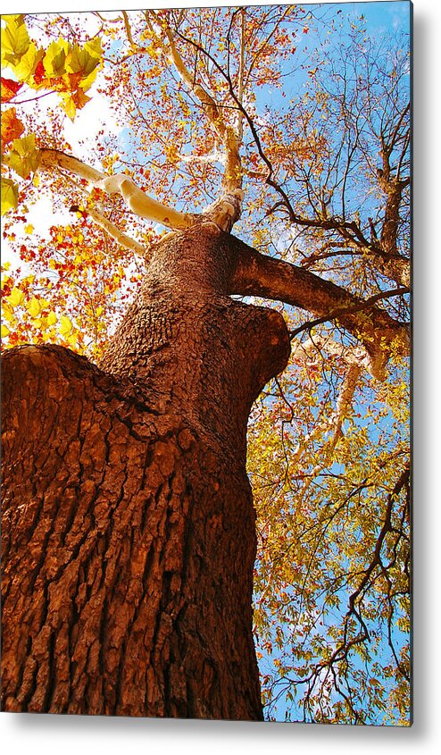 Trees Metal Print featuring the photograph The Deer Autumn Leaves Tree by Peggy Franz