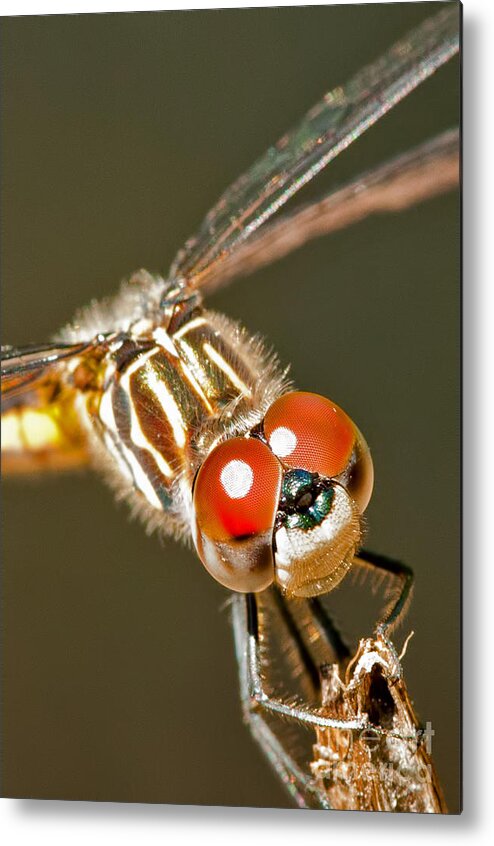 Dragonfly Metal Print featuring the photograph The First Red-Eye Flight by Jean A Chang