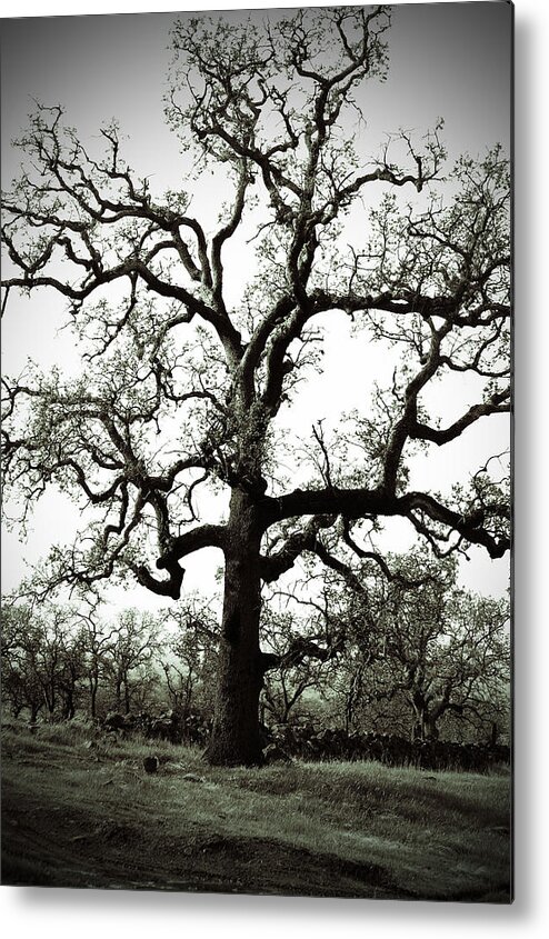 Black White Tree Old Rocks Barbed Wire Weeds Orchard Metal Print featuring the photograph The Tree by Holly Blunkall