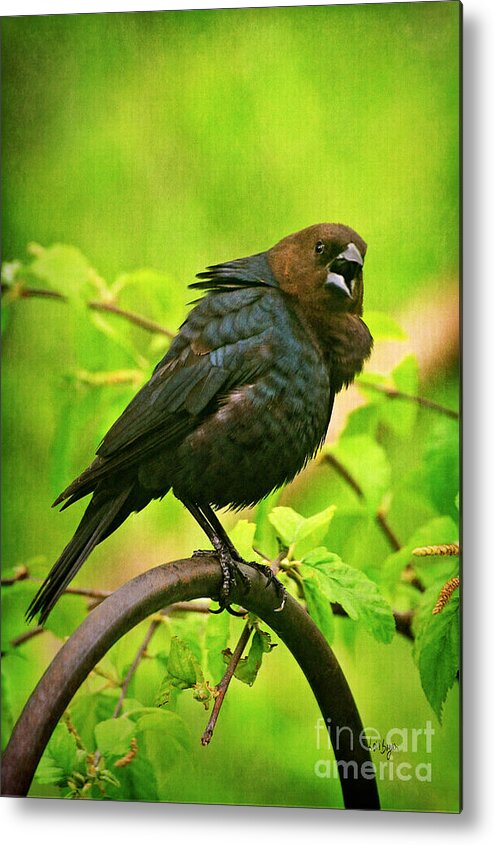 Cowbird Metal Print featuring the photograph The Usurper by Lois Bryan