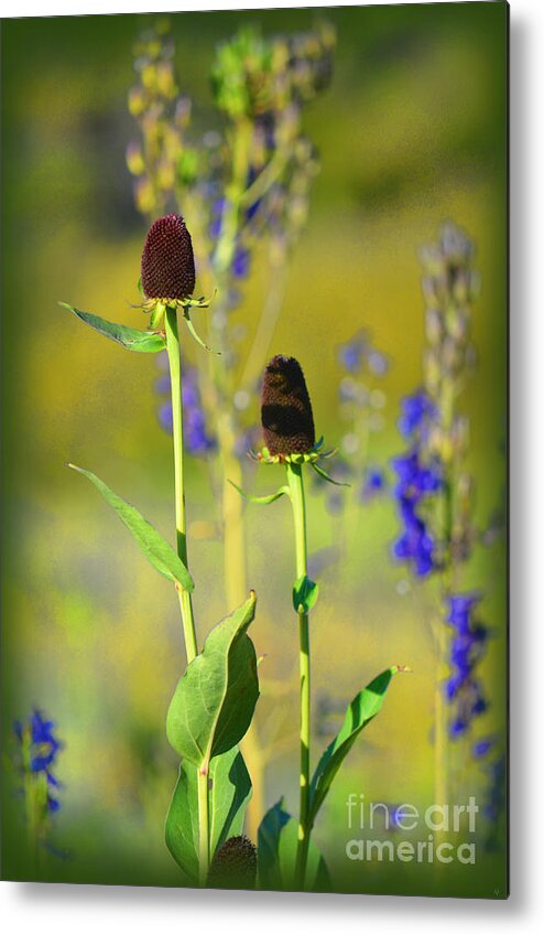 Fine Art Metal Print featuring the photograph Thistles by Donna Greene
