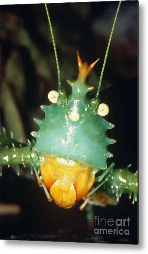 Thorny Devil Katydid Metal Print featuring the photograph Thorny Devil Katydid by Dante Fenolio