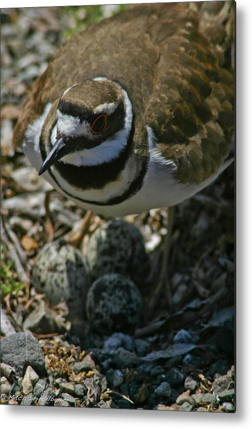 Bird Metal Print featuring the photograph Three Eggs. by Mitch Shindelbower