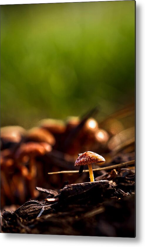 Mushrooms Small Macro Brown Yellow Orange Plant Fungus Green Metal Print featuring the photograph Tiny Shrooms by Keith Allen