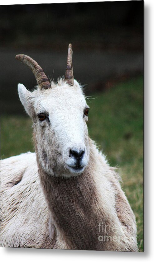 Ram Metal Print featuring the photograph To The Left...To The Left by Alyce Taylor