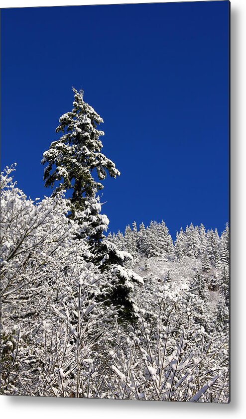 Tree Metal Print featuring the photograph Towering Tree On Snow Covered Mountain by Tracie Schiebel